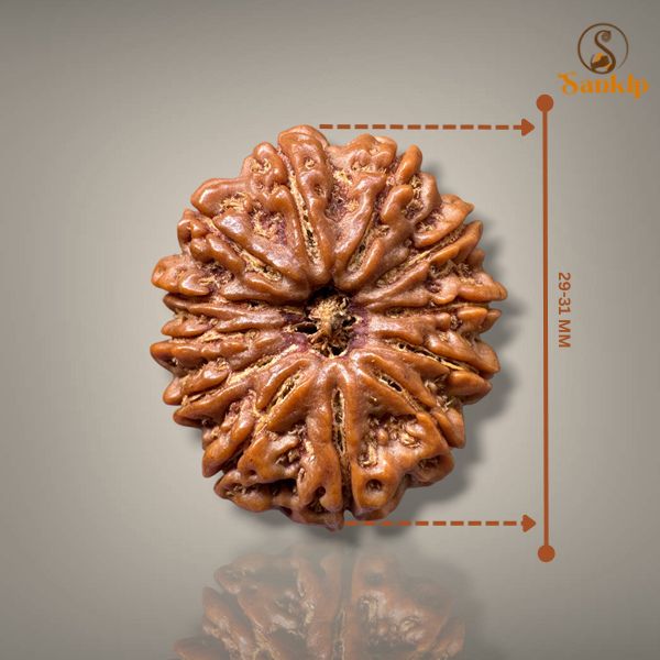 12 MUKHI RUDRAKSHA - PREMIUM