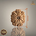 11 MUKHI RUDRAKSHA (BIG)- NEPALI BEAD