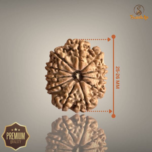 11 MUKHI RUDRAKSHA (BIG)- NEPALI BEAD