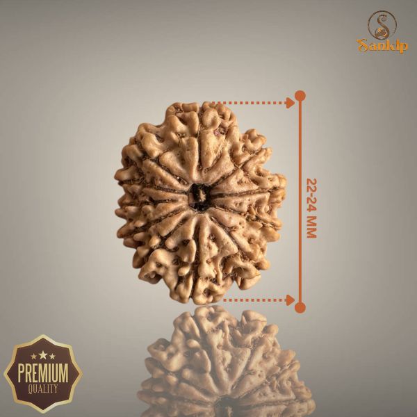 11 MUKHI RUDRAKSHA (MEDIUM)- NEPALI BEAD