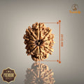 11 MUKHI RUDRAKSHA (SMALL)- NEPALI BEAD