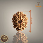11 MUKHI RUDRAKSHA (SMALL)- NEPALI BEAD