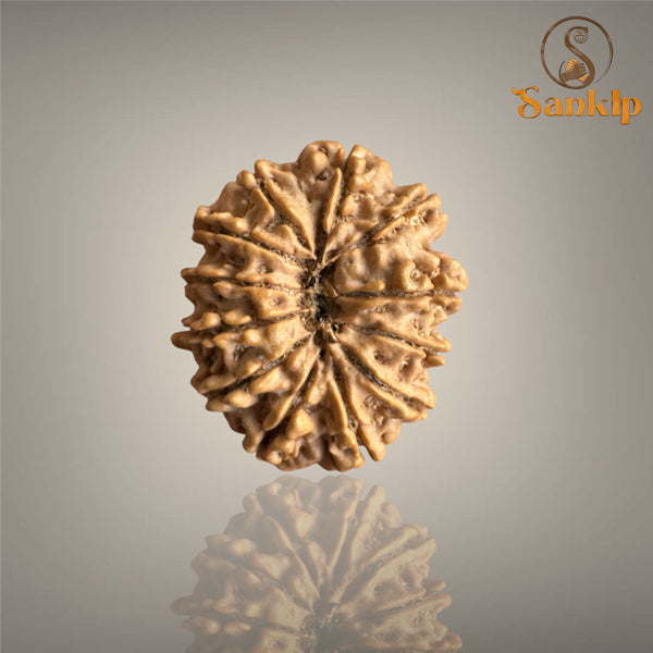 12 MUKHI RUDRAKSHA (BIG)- NEPALI BEAD