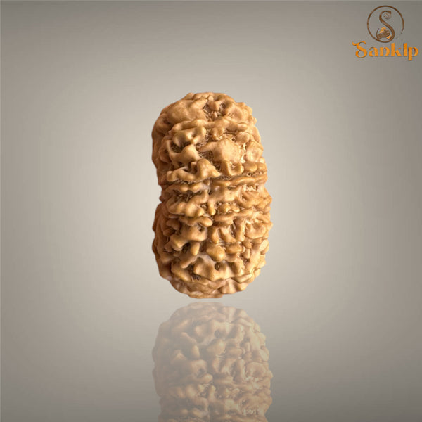 12 MUKHI RUDRAKSHA (BIG)- NEPALI BEAD