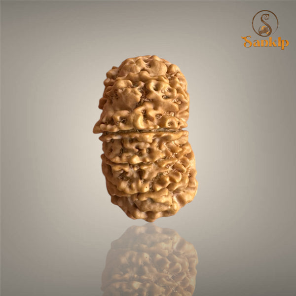 12 MUKHI RUDRAKSHA (BIG)- NEPALI BEAD