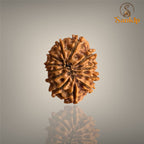 12 MUKHI RUDRAKSHA (SMALL)- NEPALI BEAD