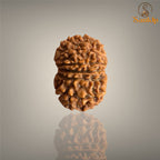 12 MUKHI RUDRAKSHA (SMALL)- NEPALI BEAD