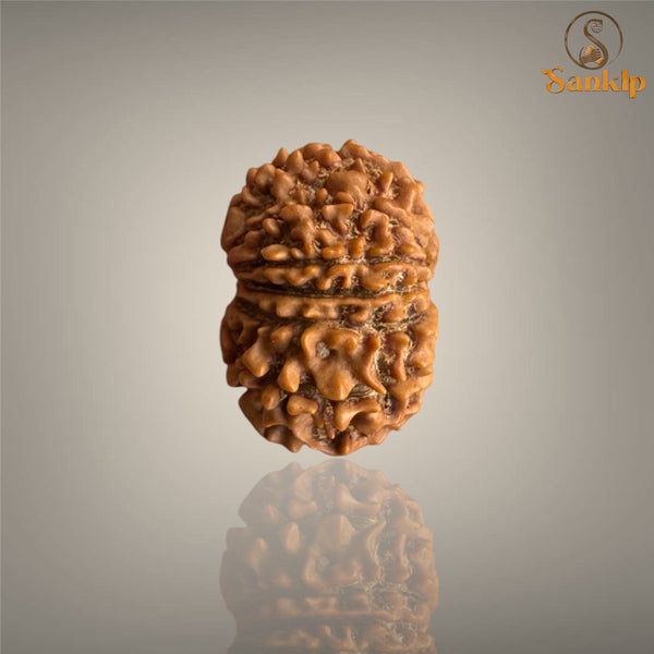 12 MUKHI RUDRAKSHA (SMALL)- NEPALI BEAD