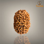 12 MUKHI RUDRAKSHA (SMALL)- NEPALI BEAD