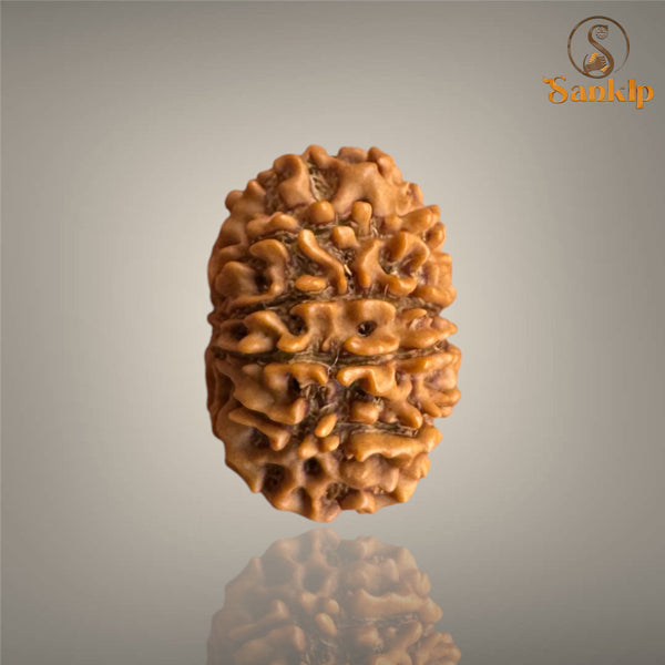 12 MUKHI RUDRAKSHA (SMALL)- NEPALI BEAD