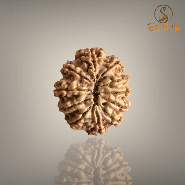 12 MUKHI RUDRAKSHA (MEDIUM)- NEPALI BEAD
