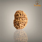 12 MUKHI RUDRAKSHA (MEDIUM)- NEPALI BEAD
