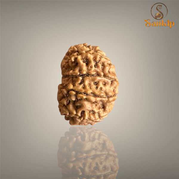 12 MUKHI RUDRAKSHA (MEDIUM)- NEPALI BEAD
