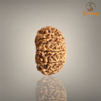 12 MUKHI RUDRAKSHA (MEDIUM)- NEPALI BEAD