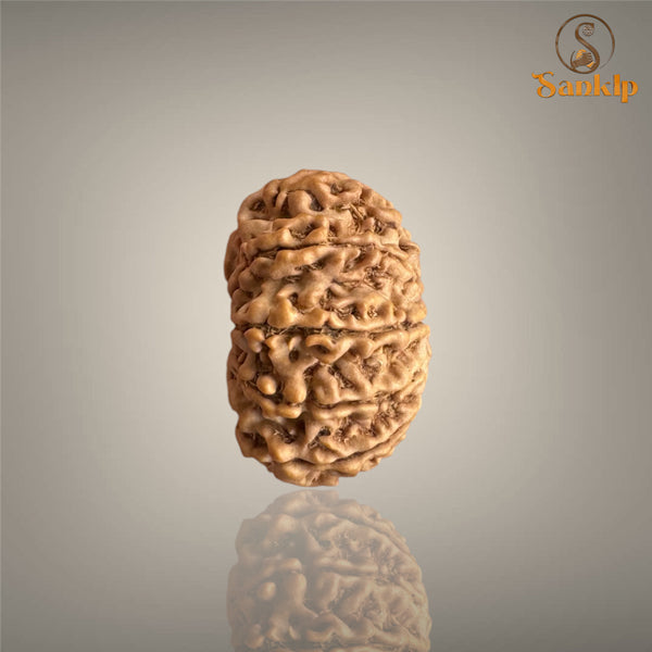 12 MUKHI RUDRAKSHA (MEDIUM)- NEPALI BEAD