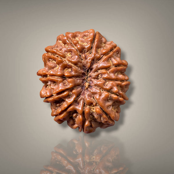12 MUKHI RUDRAKSHA - PREMIUM