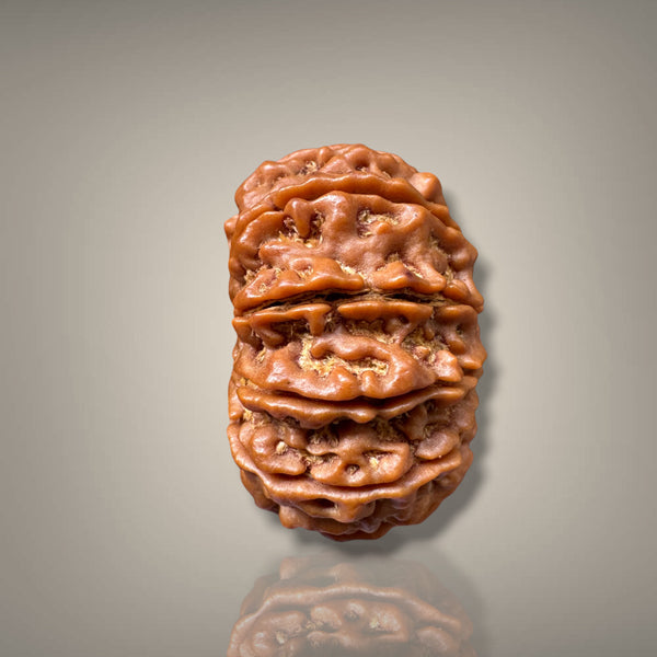 12 MUKHI RUDRAKSHA - PREMIUM