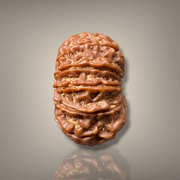 12 MUKHI RUDRAKSHA - PREMIUM