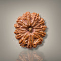 12 MUKHI RUDRAKSHA - PREMIUM
