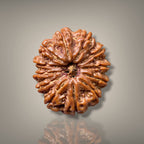 12 MUKHI RUDRAKSHA - PREMIUM