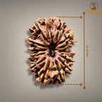 13 MUKHI RUDRAKSHA - PREMIUM