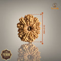 12 MUKHI RUDRAKSHA (BIG)- NEPALI BEAD