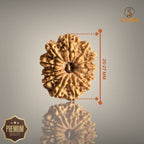 12 MUKHI RUDRAKSHA (BIG)- NEPALI BEAD