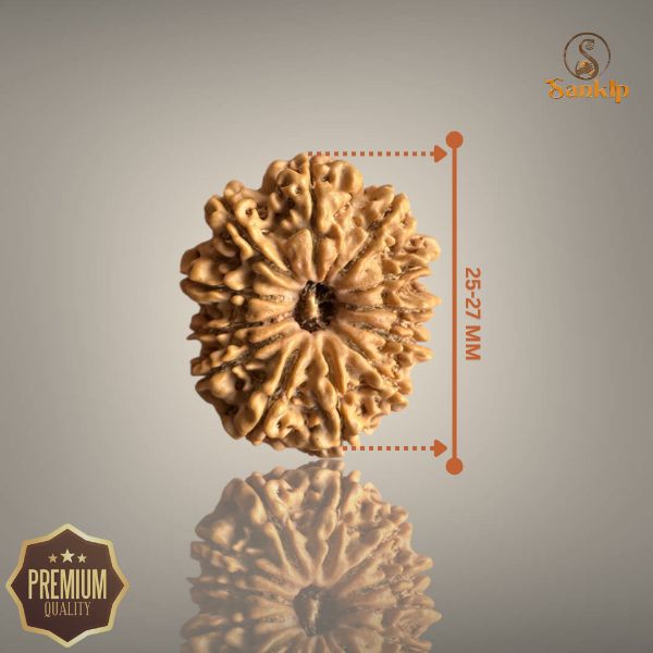 12 MUKHI RUDRAKSHA (BIG)- NEPALI BEAD