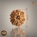 12 MUKHI RUDRAKSHA (MEDIUM)- NEPALI BEAD