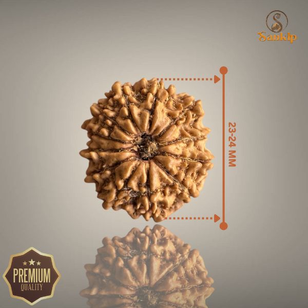 12 MUKHI RUDRAKSHA (MEDIUM)- NEPALI BEAD