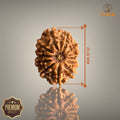 12 MUKHI RUDRAKSHA (SMALL)- NEPALI BEAD