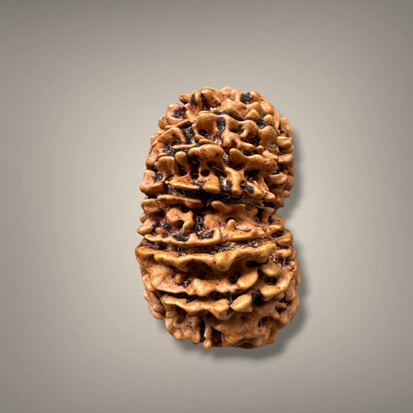 13 MUKHI RUDRAKSHA - PREMIUM