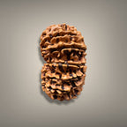 13 MUKHI RUDRAKSHA - PREMIUM