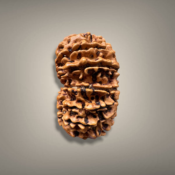 13 MUKHI RUDRAKSHA - PREMIUM