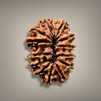 13 MUKHI RUDRAKSHA - PREMIUM