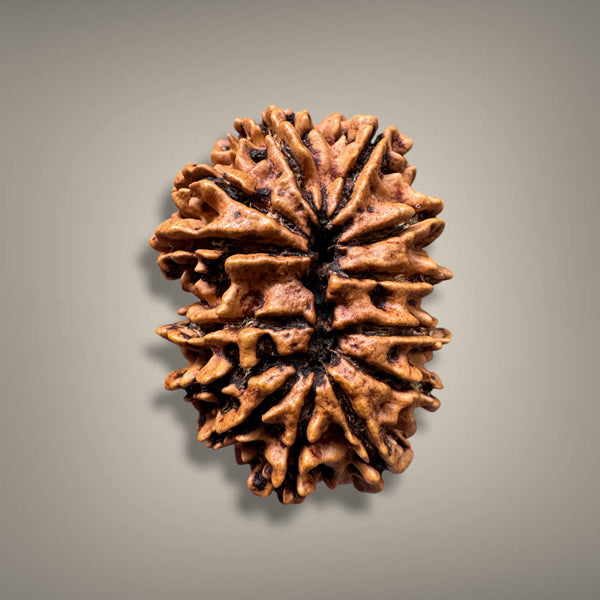 13 MUKHI RUDRAKSHA - PREMIUM