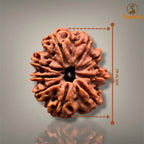 9 MUKHI RUDRAKSHA - PREMIUM