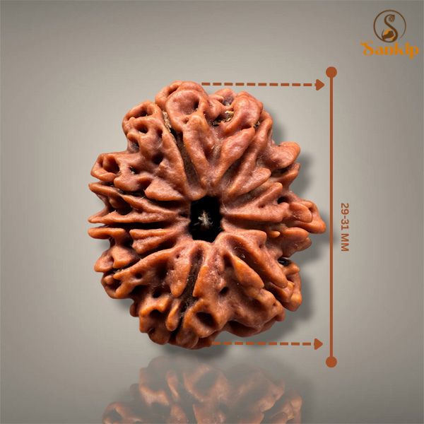 9 MUKHI RUDRAKSHA - PREMIUM