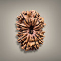 13 MUKHI RUDRAKSHA - PREMIUM