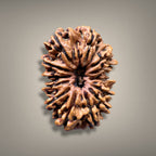 13 MUKHI RUDRAKSHA - PREMIUM