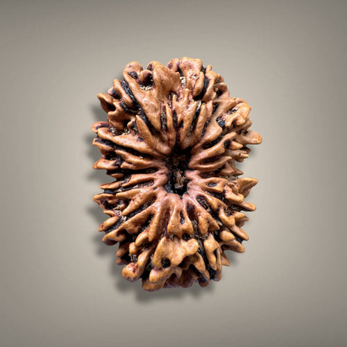 13 MUKHI RUDRAKSHA - PREMIUM