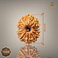 13 MUKHI RUDRAKSHA (BIG)- NEPALI BEAD