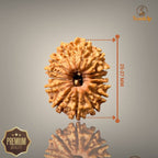 13 MUKHI RUDRAKSHA (BIG)- NEPALI BEAD