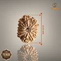 13 MUKHI RUDRAKSHA (MEDIUM)- NEPALI BEAD