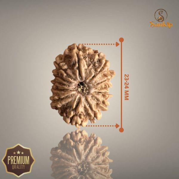 13 MUKHI RUDRAKSHA (MEDIUM)- NEPALI BEAD