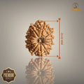 13 MUKHI RUDRAKSHA (SMALL)- NEPALI BEAD