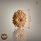 13 MUKHI RUDRAKSHA (SMALL)- NEPALI BEAD
