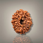 14 MUKHI RUDRAKSHA - INDONESIAN