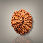 14 MUKHI RUDRAKSHA - INDONESIAN