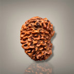 14 MUKHI RUDRAKSHA - INDONESIAN